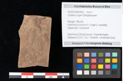 Foto (Objekt + Etikett) von Zostena ungeri Ettingshausen (NHMW-GEO-2024-0188-0450)